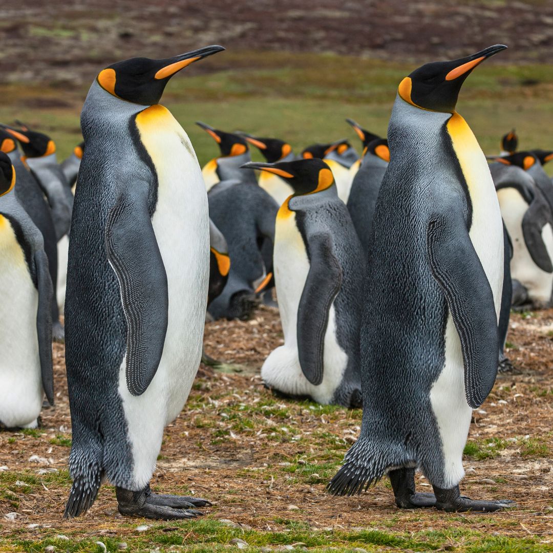 A group of king penguins stands side by side on rocky terrain, showcasing their distinctive black and white plumage with bright orange accents on their necks.