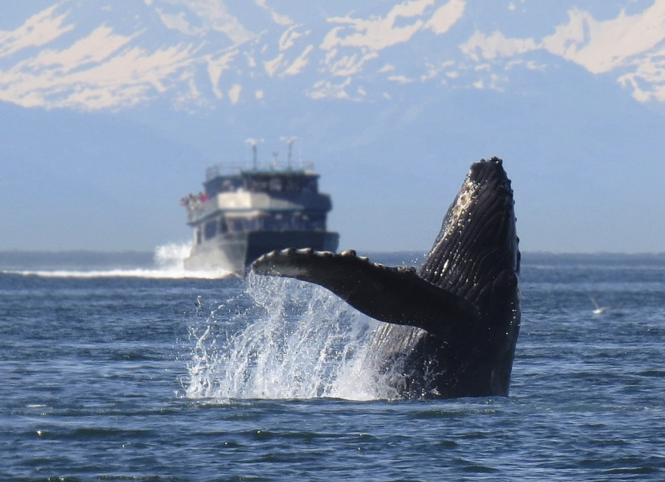 whale jumping out of ocean