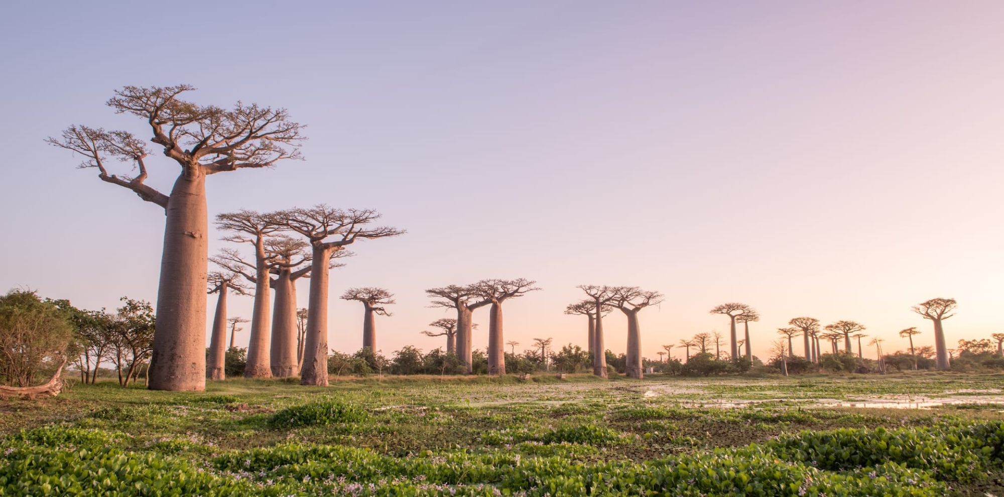 A sunset silhouette of giant Baobab trees lining a dirt road in Madagascar, with a vibrant orange and yellow sky.