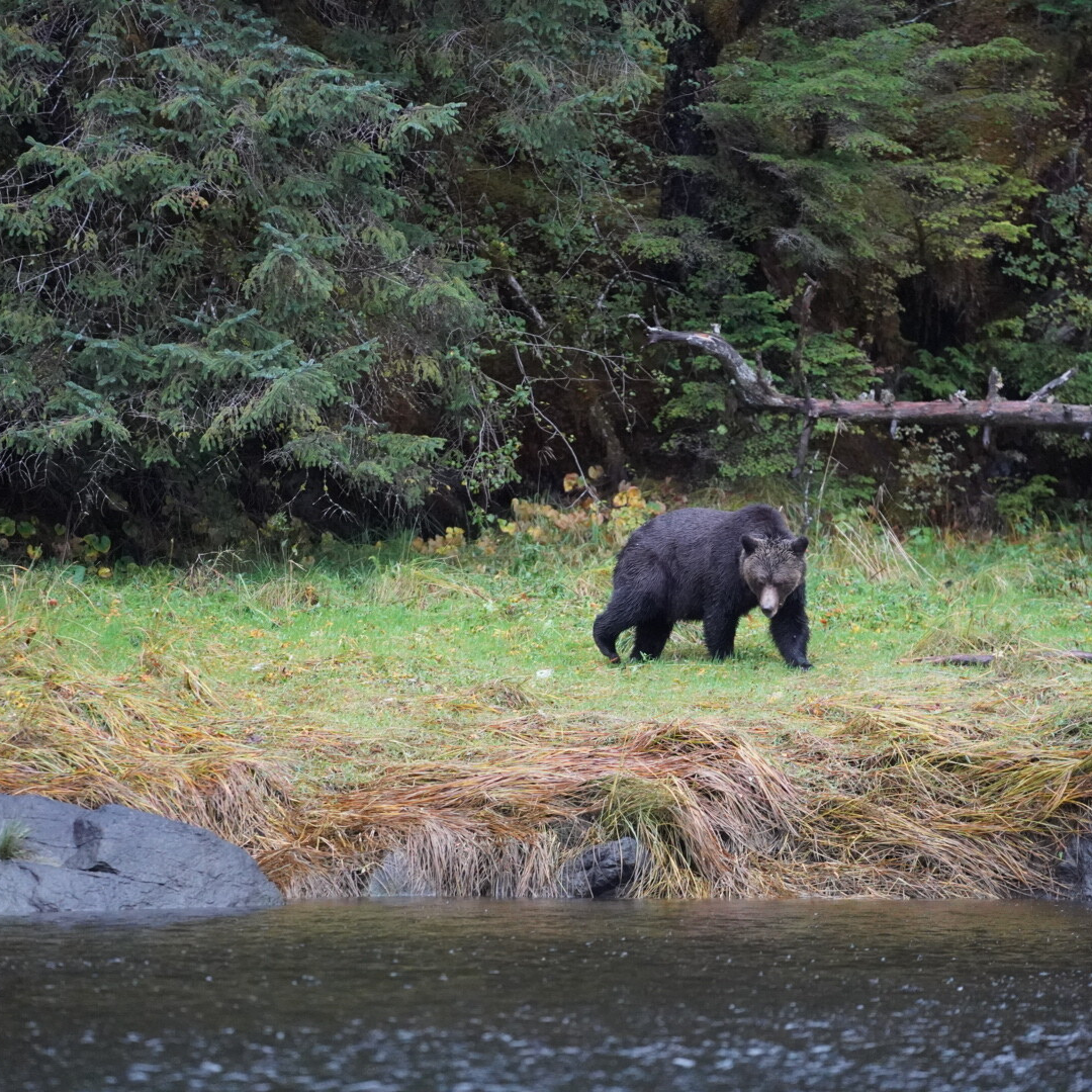great bear rainforest photos