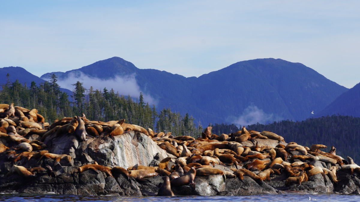 where is the great bear rainforest