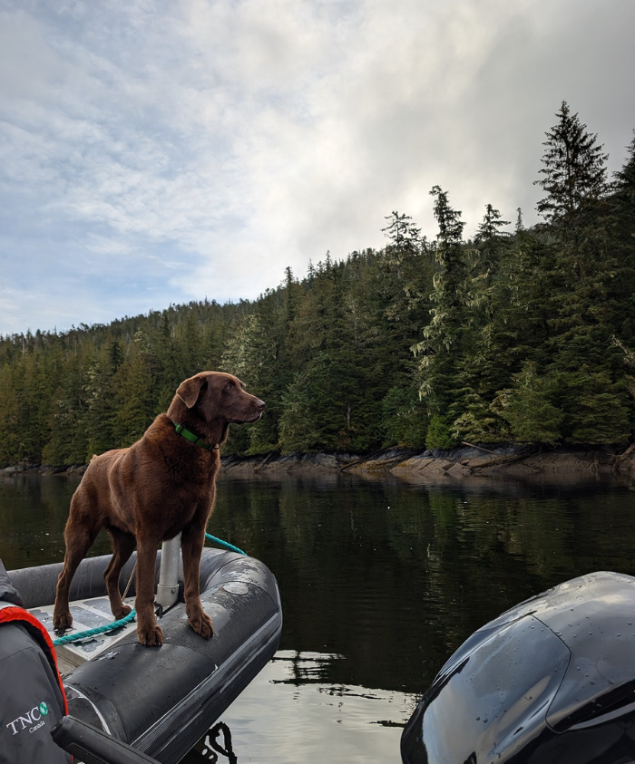 great bear rainforest photos Labrador on boat